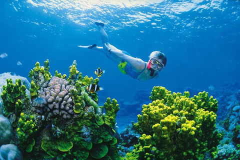 Full Day Snorkel In The Great Barrier Reef - Accommodation Mooloolaba 0