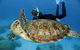 Full Day Snorkel In The Great Barrier Reef - thumb 4