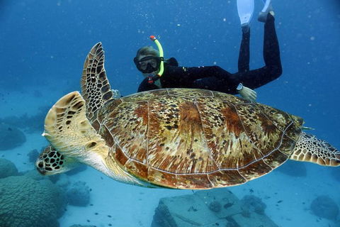 Full Day Snorkel In The Great Barrier Reef - Accommodation Mooloolaba 4