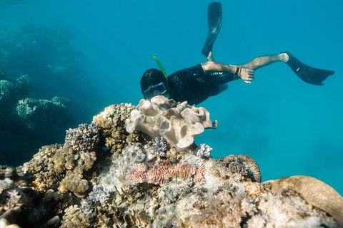 Full Day Snorkel In The Great Barrier Reef - Accommodation Mooloolaba 5