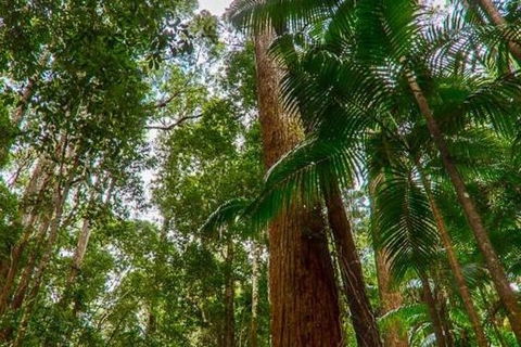 3-Day Fraser Island Hiking And 4WD Adventure From Hervey Bay - Accommodation Mooloolaba 1