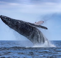 Whale Watching - Accommodation Mooloolaba