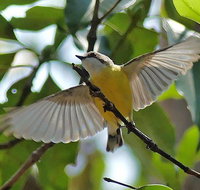 Birdwatching and Wildlife Noosa Biosphere Full-Day Experience - Accommodation Mooloolaba