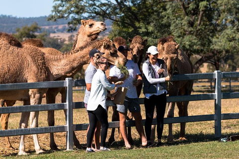 Camel Farm Tour And Taste Near Brisbane - Accommodation Mooloolaba 0