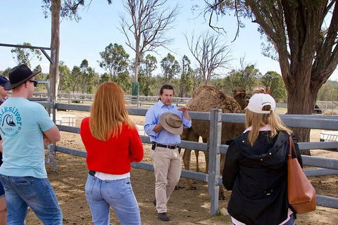 Camel Farm Tour And Taste Near Brisbane - Accommodation Mooloolaba 5