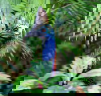 Guided Night Walk in Cape Tribulation - Accommodation Mooloolaba