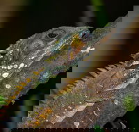 Family Night Walking Tour at Tropical Rainforest in Daintree - Accommodation Mooloolaba