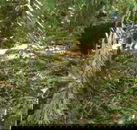 Small-Group Trekking Experience in Daintree National Park - Accommodation Mooloolaba