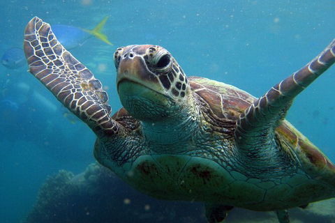 2 Night Whitsunday Islands Cruise On Atlantic Clipper From Airlie Beach - Accommodation Mooloolaba 6