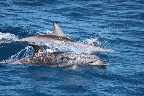 Sandy Straits Scenic & Wildlife Cruise - Accommodation Mooloolaba 1