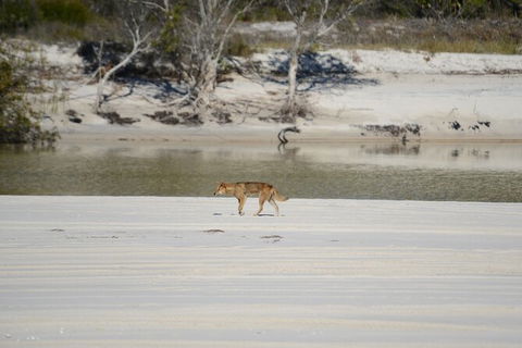 Sandy Straits Scenic & Wildlife Cruise - Accommodation Mooloolaba 10