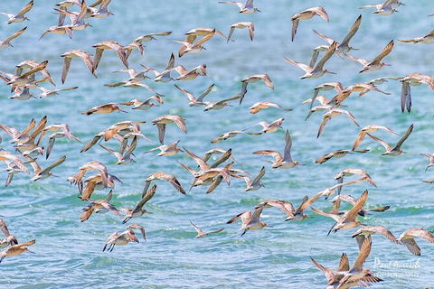Sandy Straits Scenic & Wildlife Cruise - Accommodation Mooloolaba 4