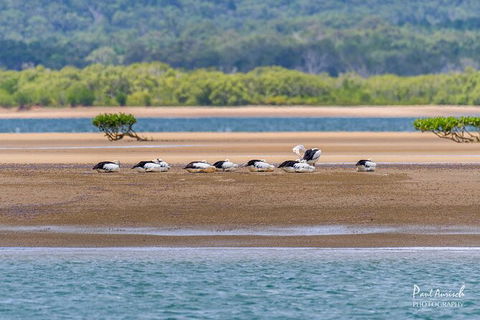 Sandy Straits Scenic & Wildlife Cruise - Accommodation Mooloolaba 3
