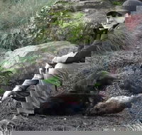 After Dark Tasmanian Devil Feeding Tour at Cradle Mountain - Accommodation Mooloolaba