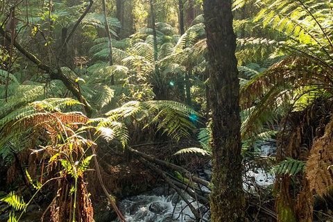 Hiking Tour To Aqueduct And Warburton Valley Lookout - Accommodation Mooloolaba 3