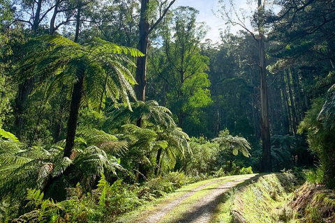 Hiking Tour To Aqueduct And Warburton Valley Lookout - Accommodation Mooloolaba 1