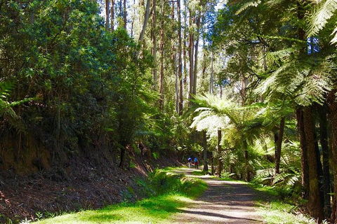 Half-Day Biking Activity From Aqueduct To California Redwoods - Accommodation Mooloolaba 2