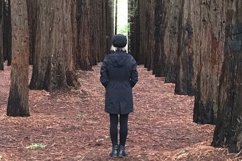 Half-Day Biking Activity From Aqueduct To California Redwoods - Accommodation Mooloolaba 0