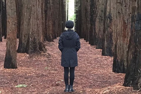 Private Aqueduct To California Redwoods Hiking Tour - Accommodation Mooloolaba 1