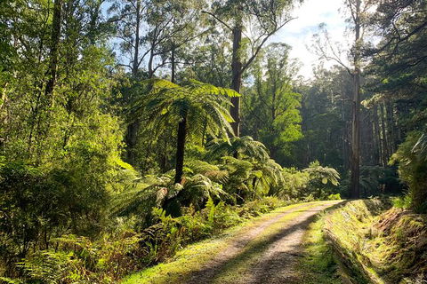 Private Aqueduct To California Redwoods Hiking Tour - Accommodation Mooloolaba 0