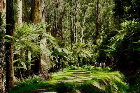 Private Aqueduct To California Redwoods Hiking Tour - Accommodation Mooloolaba 2