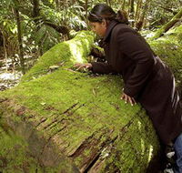 Washpool National Park - Washpool Walk - Accommodation Mooloolaba