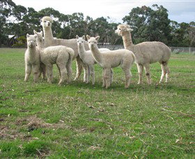 Blackgate Lodge Alpaca Stud - Accommodation Mooloolaba 0