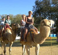 Calamunnda Camel Farm - Accommodation Mooloolaba