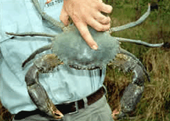 Whitsunday Crocodile Safari - Accommodation Mooloolaba