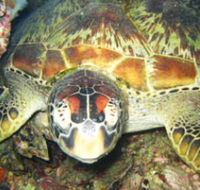 Adrenalin Snorkel and Dive - Accommodation Mooloolaba