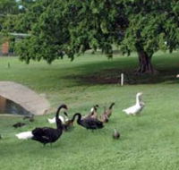 Anzac Park and Ululah Lagoon - Accommodation Mooloolaba
