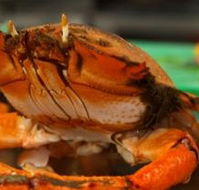 River Cottage Restaurant - Accommodation Mooloolaba