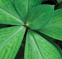 Limberlost Nursery  Garden Centre - Accommodation Mooloolaba