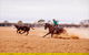Birdsville Campdraft,  Rodeo And Bronco Branding - thumb 0