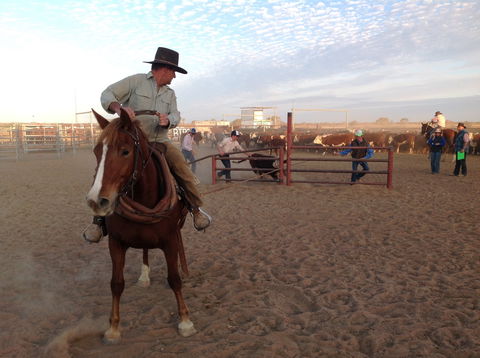 Birdsville Campdraft,  Rodeo And Bronco Branding - Accommodation Mooloolaba 1
