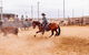 Birdsville Campdraft,  Rodeo And Bronco Branding - thumb 2