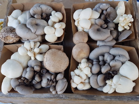 Lawrence Farmers And Community Markets - Accommodation Mooloolaba 2