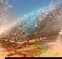 Mallee Almond Blossom Festival - Accommodation Mooloolaba