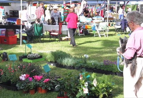 Batemans Bay Sunday Market - Accommodation Mooloolaba 2