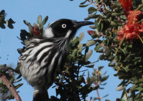 Esperance Wildflower Festival - Accommodation Mooloolaba 0