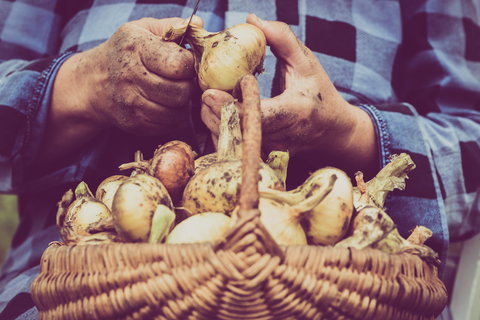 Grafton Farmers Market - Accommodation Mooloolaba 0