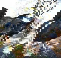 Mudgee Farm Walks - Accommodation Mooloolaba