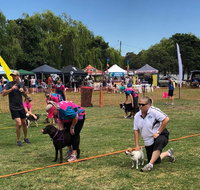 Dogs In the Park NSW St Ives - Accommodation Mooloolaba
