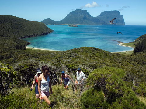 Lord Howe Island Bird Week - Accommodation Mooloolaba 2