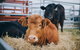 Mudgee Small Farm Field Days - thumb 2