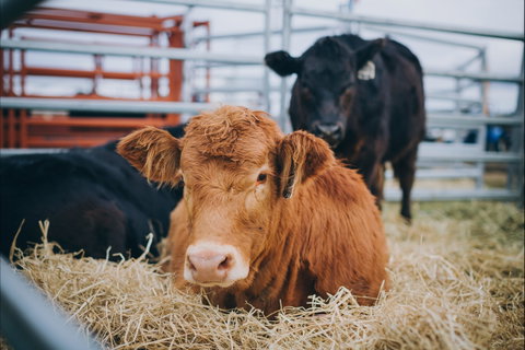 Mudgee Small Farm Field Days - Accommodation Mooloolaba 2