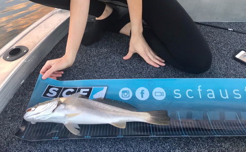 SCF Research And Sustainability Competition - Accommodation Mooloolaba 1