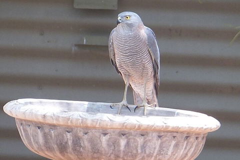 Kathys Place Bed And Breakfast - Accommodation Mooloolaba 3