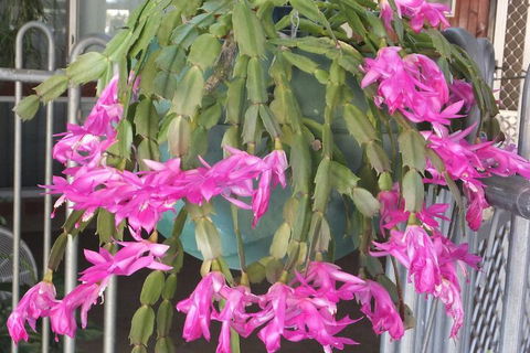 Kathys Place Bed And Breakfast - Accommodation Mooloolaba 1