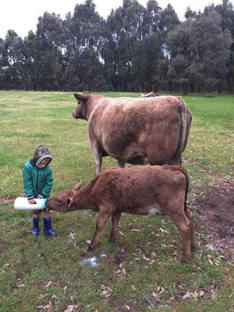 Turner Brook Chalet - Accommodation Mooloolaba 3